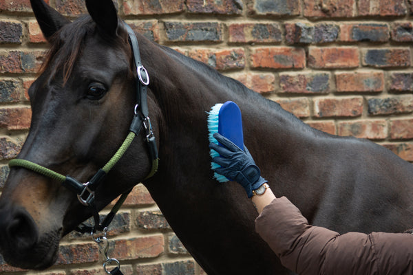 Grooming & Coat Care