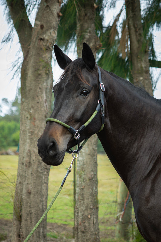 Halter capriole leather & rope aristo